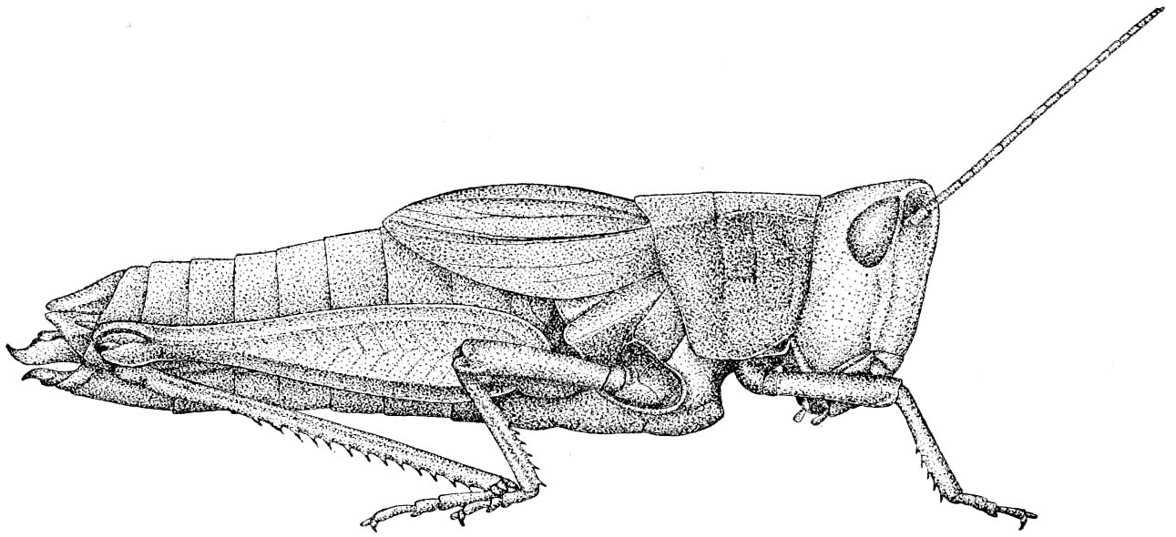 Fig. 4. female habitus. Depicts Chloealtis abdominalis (Thomas, 1873), an Otu.