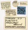 CollectionObject 1521835; OUM 717, 53802070-5e3e-41fd-ac7d-7f0ded875df9: labels (holotype). (CollectionObject).