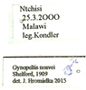 Gynopeltis neavei Shelford, 1909: (Otu).
