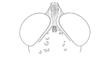 Scirtopaon dorsatus Descamps & Rowell, 1984: Fig. 9C. male head, dorsal view. (Otu).