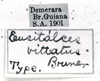 CollectionObject 1521513; da12cd07-aad8-4124-86cf-00af30a1d623: Image Carbonell, C.S. labels (holotype). (CollectionObject).