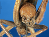 CollectionObject 1578129; 49c85f8f-ae43-4663-8eba-20f12efd4b63: male abdomen tip, caudal view. (CollectionObject).