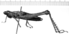 CollectionObject 1519318; 347a91d9-028c-42e4-93e3-78a4f4809778: Image, Carbonell, C.S. at the British Museum, 1970. female, lateral view (holotype). (CollectionObject).