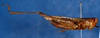 CollectionObject 1519227; d81a9796-e6af-457c-9c5b-932658ef6965: male, lateral view (holotype). (CollectionObject).