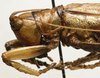 CollectionObject 1535953; 0c1cf85f-2457-4606-bc4b-fe4a02b03fb4: male pronotum lateral (syntype). (CollectionObject).