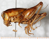 CollectionObject 1533012; NMW 26.003, 969b4a91-edc5-4a39-9034-e9a2aa0dd33d: male, lateral view. (CollectionObject).