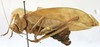 CollectionObject 1541638; 95dfaef9-062e-4a54-bccb-731b478c19a2: female habitus, lateral view (syntype). (CollectionObject).