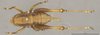 CollectionObject 1597295; 3a806393-e5f2-421a-b1e2-2af572e424aa: Female, dorsal view (paratype). (CollectionObject).;CollectionObject 1597296; 6af907ec-fcf4-4dda-bc2e-3ec232bddb8c: Female, dorsal view (paratype). (CollectionObject).