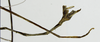 CollectionObject 1573594; 62b393cd-637d-4aa8-ada6-d47f6fb0cfb5: male, terminalia (holotype). (CollectionObject).