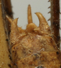 CollectionObject 1535163; 66b24531-7176-4f7f-a66e-a7311711e459: male cerci (holotype). (CollectionObject).
