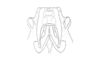 Exerythracris volcanica Rowell, 1995: Fig. 3 F. endo-and ectophallus, dorsal view. (Otu).