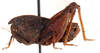 CollectionObject 1585119; aec5c696-bf5b-425a-998d-661139918836: male, lateral view. (CollectionObject).