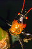 CollectionObject 1536715; 1e7ff0e8-65c0-4dae-8382-26688b36b1a8, CH4002: male, frontal view. (CollectionObject).