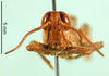 CollectionObject 1569267; a33551a5-a498-4201-a0f8-cee708c821a5: male, frontal view (paratype of Microcatantops brachypterus). (CollectionObject).