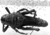 CollectionObject 1506189; 4a844032-60c1-47be-869b-82e8ca97dbe6: Image Carbonell, C.S. male, dorsal view (lectotype). (CollectionObject).