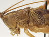 CollectionObject 1537417; 2e1c51b7-c5a3-4766-ac35-018e544d582b: male head and pronotum, lateral view (paratype). (CollectionObject).
