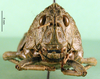 CollectionObject 1502663; 6732109a-ff25-4de1-9793-3fc7f0055ecd: female, frontal view (paratype. (CollectionObject).