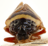 Head on Amberana vittipennis (Bergroth, 1894): (Observation).