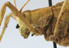 CollectionObject 1539825; d35eb94e-4f5b-48a7-ae48-ce31593cc3c5: male pronotum lateral (holotype). (CollectionObject).