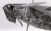 CollectionObject 1506899; 49e063f4-987b-423b-a04b-edf658d560ed: female, head and pronotum (holotype). (CollectionObject).
