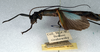 CollectionObject 1560645; NMW 94, 931e5c8a-c98a-4942-8864-98be643af838: copyright NMW. female (lectotype). (CollectionObject).