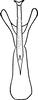 Aedeagus, ventral view on Arboridia (Arboridia) kakogawana (Matsumura, 1932): Aedeagus, ventral view. (Observation).