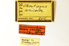 CollectionObject 1590217; 08462416-d742-4cc6-b48a-4773eebda620: female, labels (paralectotype). (CollectionObject).