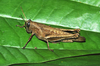 Abracris flavolineata (De Geer, 1773): female. (Otu).