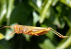 Leiotettix viridis Bruner, 1906: female. (Otu).