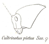 Transvaaliana picta (Saussure, 1892): Fig. 12. female head and pronotum. (Otu).