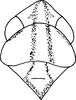 Head on Erythridula fumida (Gillette, 1898): Head, pro-, and mesothorax. (Observation).