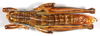 CollectionObject 1499454; bf51df98-96a3-48c6-a277-554f085b9b20: male, dorsal view (holotype). (CollectionObject).