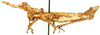 Geloiomimus nasicus Saussure, 1899: male, lateral view. (Otu).