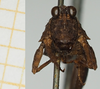 CollectionObject 1575736; 9e878cbf-1809-4b8c-913f-8c37f996ba1c, NHMUK10924461: male, frontal view (syntype). (CollectionObject).