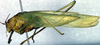 CollectionObject 1500692; 12d85404-c14f-42af-af21-1abbc16dbd53, DORSA BTducpunHTM: male, lateral view (holotype). (CollectionObject).