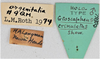 CollectionObject 1613746; 50449d2b-25fe-4b2c-8481-45ac87bb46ee: (CollectionObject).