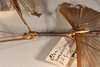CollectionObject 1558184; b8e4626d-36d1-43d6-b262-6f9091c6c039: copyright OUMNH. male: head & thorax, lateral view of Ctenomorpha marginipennis (lectotype). (CollectionObject).