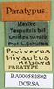 CollectionObject 1567376; bf48ba81-a60b-4e46-b5dc-9ce55317324b: labels (paratype). (CollectionObject).