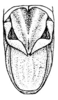 Scotussa lemniscata (Stål, 1861): Pl. 18, Fig. 13 (after type). male abdomen tip, dorsal view (Leiotettix mendosensis). (Otu).