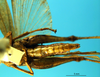 CollectionObject 1505387; 3c4b1276-2dfc-4cbe-8e3a-7ff813d26e92: female, ventral view (holotype). (CollectionObject).