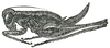 Lipotactes (Dialipotactes) maculatus Hebard, 1922: Pl. XV, Fig. 12 (after type). female (body length 11.2 mm, ovipositor 6.7 mm). (Otu).