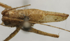 CollectionObject 1535065; 8f588282-f026-4610-acad-e2b77ced5f52: male, dorsal view (holotype). (CollectionObject).