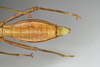 CollectionObject 1561006; 1d6efdb3-a308-4398-98ec-401eaa746619: copyright MIZ, Warsaw. female: end of abdomen, ventral view of synonym Periphetes sangirensis (syntype). (CollectionObject).