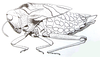 Pneumoracris browni Dirsh, 1963: Fig. 12, 2. female habitus. (Otu).