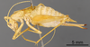 CollectionObject 1967348; e56c4af8-e986-4589-95eb-0338e709c221: Female, lateral view (paratype). (CollectionObject).