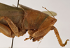 CollectionObject 1534498; 59734325-e8ef-4de4-8b8d-22b1f64be4ac: female head and pronotum, lateral view (holotype). (CollectionObject).