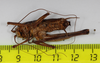 CollectionObject 1575866; c5be37ec-58df-4228-81c7-18bd0ae80308: male, ventral view (holotype). (CollectionObject).