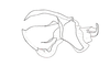 Dichroplus paraelongatus Carbonell, 1968: Fig. 75. cingulum and endophallus, lateral view. (Otu).