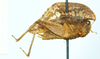 CollectionObject 1500872; 8e7cdd64-e2c5-4029-aef4-20bbb5992485, DORSA BXtrycraHTF: female (holotype), lateral view. (CollectionObject).