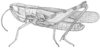 Amphitornus coloradus coloradus (Thomas, 1873): Fig. 1. male, lateral view. (Otu).